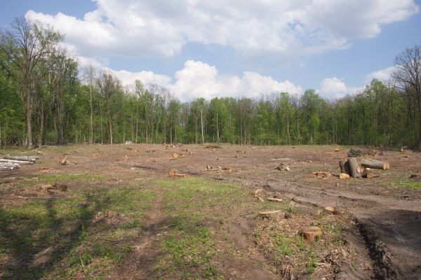 Pasture Clearing in Citrus Heights