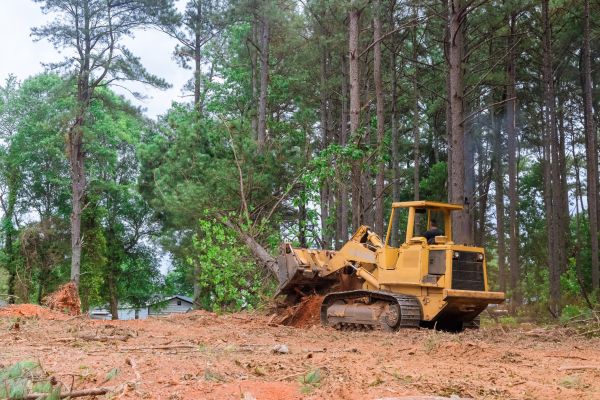 Forest Thinning in Citrus Heights