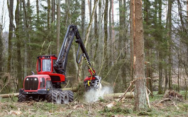 Forest Clearance Service in Citrus Heights