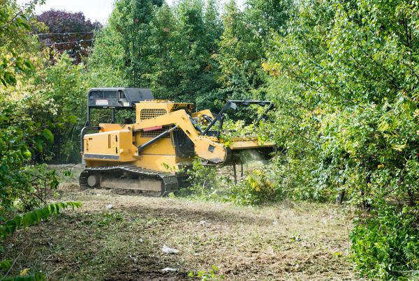 Pathway Clearing in Citrus Heights