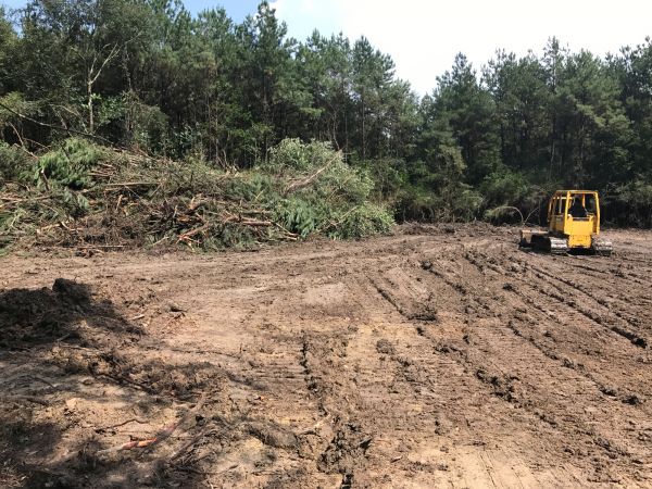 Thicket Clearing in Citrus Heights
